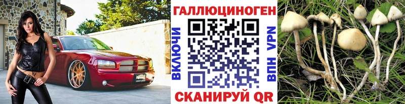 Псилоцибиновые грибы Cubensis  Каменногорск 